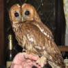 Tegan one of the many Tawny owls we take in